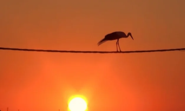 Σπάνιο θέαμα στη Μύκονο – Εκατοντάδες πελαργοί έκαναν στάση στο νησί των ανέμων