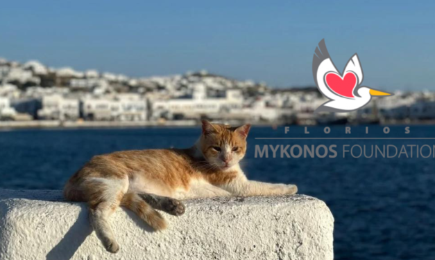 Το Florios Mykonos Foundation Δωρίζει έναν Τόνο Τροφής για τις Αδέσποτες Γάτες της Μυκόνου