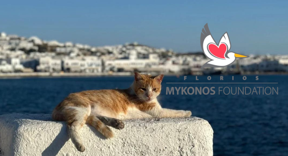 Το Florios Mykonos Foundation Δωρίζει έναν Τόνο Τροφής για τις Αδέσποτες Γάτες της Μυκόνου
