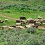 Στήριξη 63 εκατ. ευρώ στους κτηνοτρόφους λόγω εγκλεισμού και ζωονόσων – Μέχρι 14 ευρώ ανά ζώο
