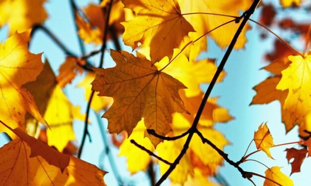 Τα ζώδια σήμερα 29/9: Μια νέα μέρα ξημερώνει