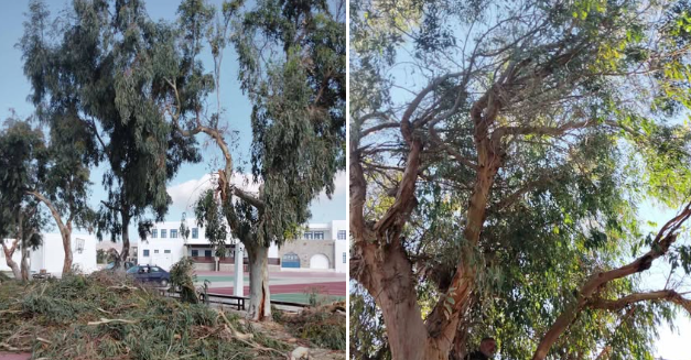 Μαρσούλα Χανιώτη: «Ασπίδα» προστασίας για τους μαθητές με εκτεταμένα κλαδέματα και καθαρισμούς