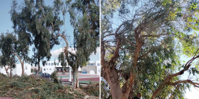 Μαρσούλα Χανιώτη: «Ασπίδα» προστασίας για τους μαθητές με εκτεταμένα κλαδέματα και καθαρισμούς