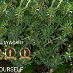 Η Δέσποινα Γαβαλά και το Beautyworld Mykonos σάρωσαν στα Spa Awards 2025 – Τρία Βραβεία στη Σιγκαπούρη!