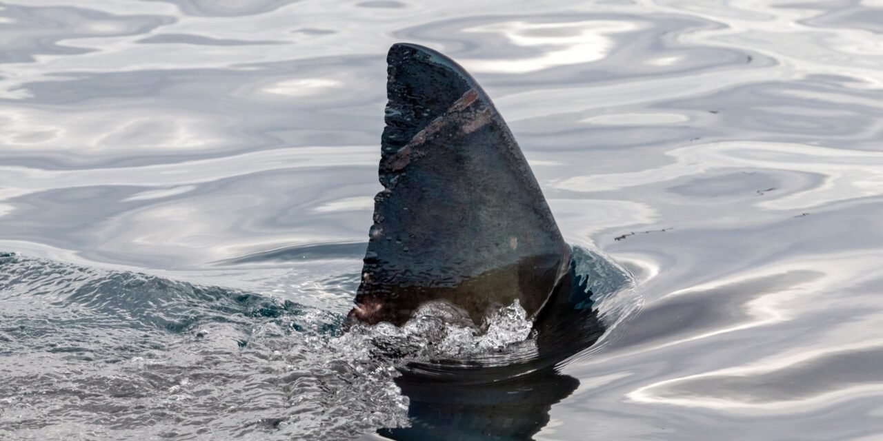 Μεγάλος λευκός καρχαρίας εθεάθη στην Κάρπαθο – Άναυδοι οι ψαράδες (Video)