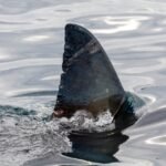 Μεγάλος λευκός καρχαρίας εθεάθη στην Κάρπαθο – Άναυδοι οι ψαράδες (Video)