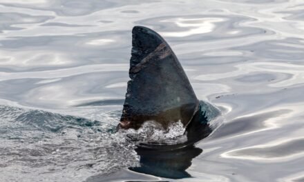 Μεγάλος λευκός καρχαρίας εθεάθη στην Κάρπαθο – Άναυδοι οι ψαράδες (Video)