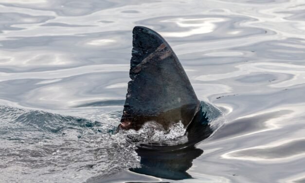 Μεγάλος λευκός καρχαρίας εθεάθη στην Κάρπαθο – Άναυδοι οι ψαράδες (Video)