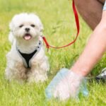 Αυστηρό Μήνυμα του Δήμου για τις Ακαθαρσίες Ζώων – Ας κρατήσουμε τη Μύκονο όμορφη και καθαρή