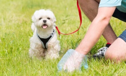 Αυστηρό Μήνυμα του Δήμου για τις Ακαθαρσίες Ζώων – Ας κρατήσουμε τη Μύκονο όμορφη και καθαρή