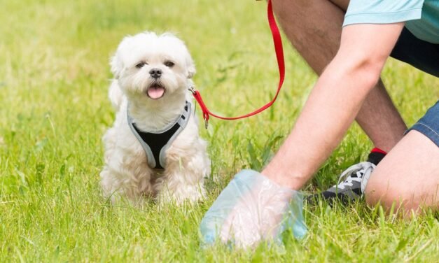 Αυστηρό Μήνυμα του Δήμου για τις Ακαθαρσίες Ζώων – Ας κρατήσουμε τη Μύκονο όμορφη και καθαρή
