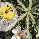 7η Εξόρμηση Λέσχης Γαστρονομίας: Η Μύκονος Ανακαλύπτει τα Άγρια Χόρτα της Φύσης της