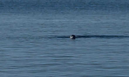 Φώκια έκανε την εμφάνισή της στο λιμάνι της Τήνου