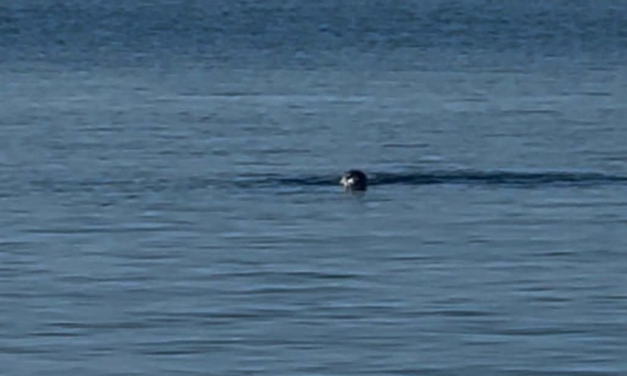 Φώκια έκανε την εμφάνισή της στο λιμάνι της Τήνου