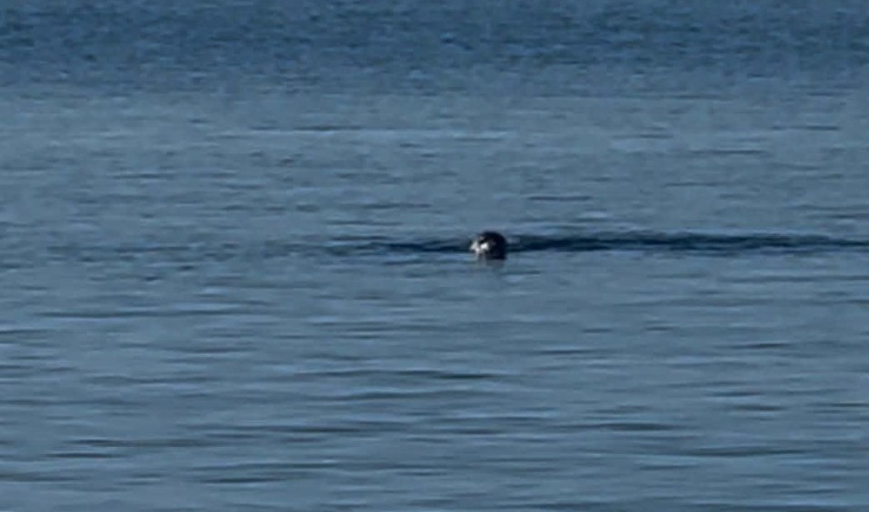 Φώκια έκανε την εμφάνισή της στο λιμάνι της Τήνου